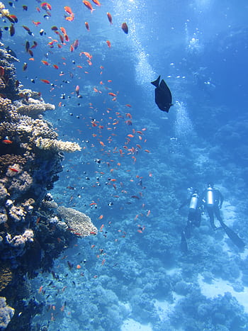 Scuba divers explore a lively coral reef, surrounded by colorful fish, in a clear ocean setting. HD phone wallpaper