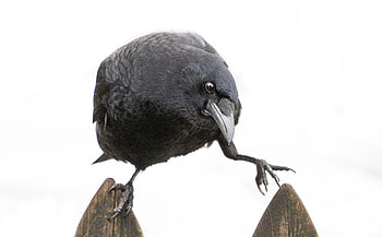 Crow therapy, Urban crows, Stanley park ecology society HD wallpaper