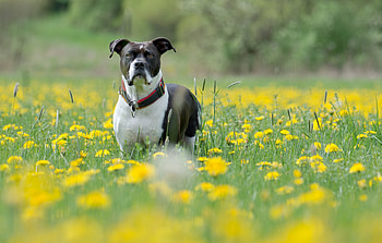 Animals, Flowers, Grass, Dog, Muzzle, Sight, Opinion HD wallpaper