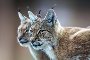 Lynx , Aesthetically pleasing, Stunning background, Visual allure HD wallpaper