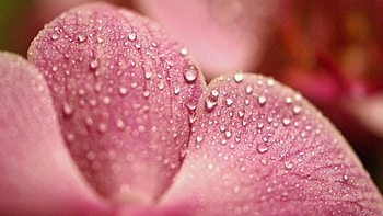 Drops, Flower, Macro, Petals, Surface, Dew HD wallpaper
