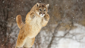 Animals, Winter, Snow, Puma, Bounce, Jump HD wallpaper