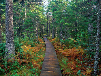 Nature, Trees, Fern, Forest, Track HD wallpaper
