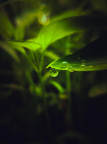 Macro, Sheet, Leaf, Drop HD phone wallpaper