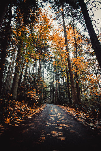 Nature, Trees, Autumn, Road, Alley HD phone wallpaper