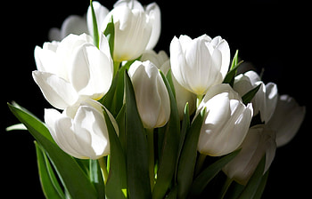 Plants, Flowers HD wallpaper
