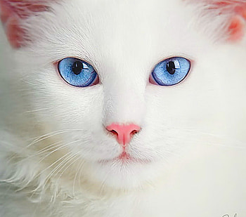For Carmen, white, blue eyes, pink ears, cat, pink nose HD wallpaper