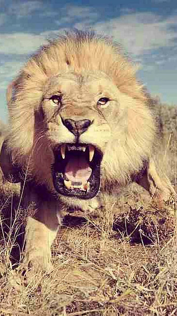 Lion, Angry Lion HD phone wallpaper