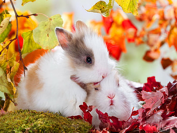 Tenderness, two, sweet, rabbits, fall, cute, fluffy, bunny, leaves, animals, love, trees, nature, adorable, friends HD wallpaper