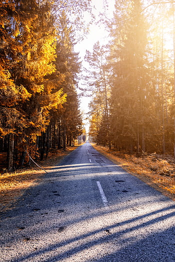 Serene country road surrounded by vibrant autumn foliage and sunlight filtering through trees. HD phone wallpaper