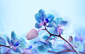 Orchids, Flowers, Buds, Branches, Blue HD wallpaper