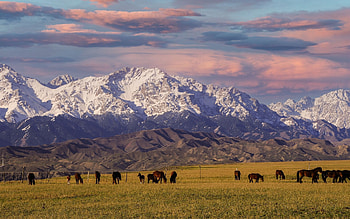 Mountain Pasture, clouds, horses, pasture, mountains HD wallpaper