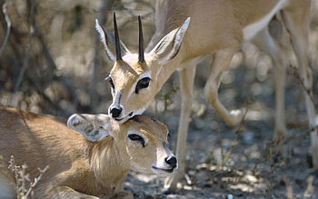 Animals, Grass, Horns, Faces, Antelope, Muzzles HD wallpaper