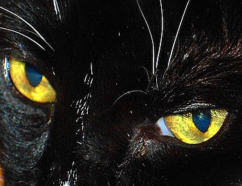 Spooky Eyes, halloween, black, scary, animals, eyes, cat, spooky HD wallpaper