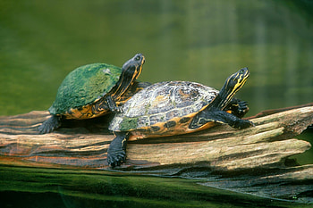 Peninsula cooter, Turtles HD wallpaper