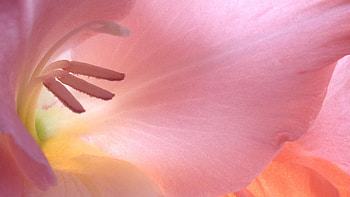 Pink, Flower, Macro, Petals, Stamens HD wallpaper