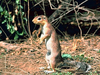 African-Ground-Squirrel, african, , cool, ground, squirrel HD wallpaper