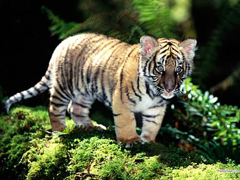 baby tiger, baby, , tiger, forest HD wallpaper