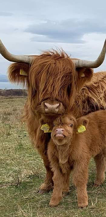 HIGHLANDER COW HD phone wallpaper