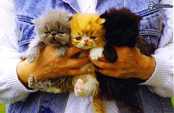 Lovely kittens in the hands, sweet, kitten, cat, feline, sleep HD wallpaper