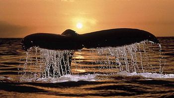 Animals, Sunset, Spray, Whale, Tail HD wallpaper