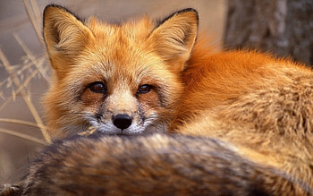 Animals, Fox HD wallpaper