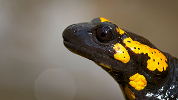 Reflections and thoughts, Pondering nature's wonder, Soulful connection with wildlife, Salamander ry HD wallpaper