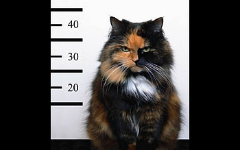 Animals, Cats HD wallpaper