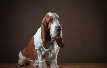 Basset Hound, basset-hound, dog, animals HD wallpaper