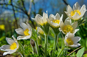 ***, nature, flowers, spring, flower HD wallpaper