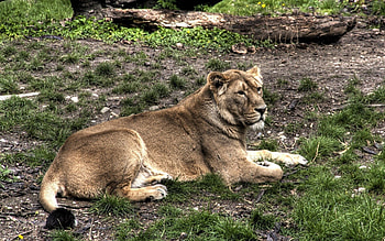 Animals, Grass, To Lie Down, Lie, Lion, Important HD wallpaper