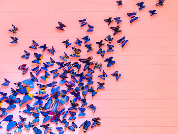 Butterflies, Miscellanea, Miscellaneous, Registration, Typography, Wall, Decoration HD wallpaper