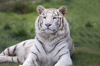 Animals, Lies, Predator, Tiger HD wallpaper