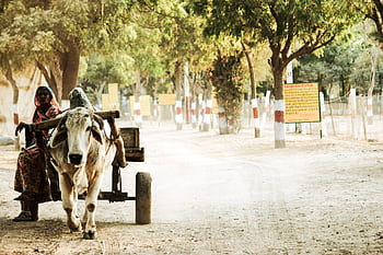 A woman rides a bullock cart along a dusty road in Bikaner, India. HD wallpaper