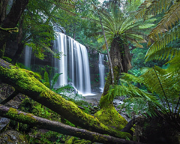 Russell Falls, tropics, palm, tasmania, moss, waterfall, nature, cascade, forest HD wallpaper