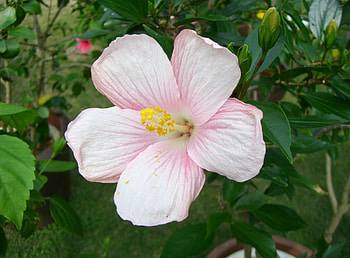 Flowers, Pink, Bloom, Flowering, Buds, Tender, Hibiscus HD wallpaper