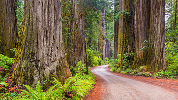 Tall trees adventure, Coastal exploration, Breathtaking hikes, Nature's charm HD wallpaper