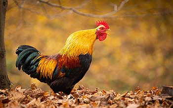 Rooster, animal, chicken, bird HD wallpaper