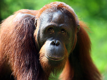 Orangutan , Animal HQ , , 2019 HD wallpaper