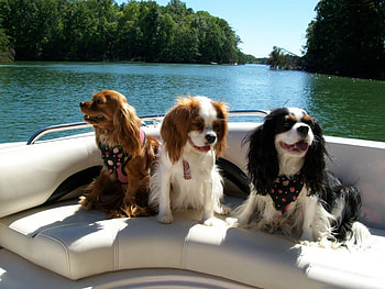*** Buddies on vacation ***, dogs, three, animals, buddies HD wallpaper