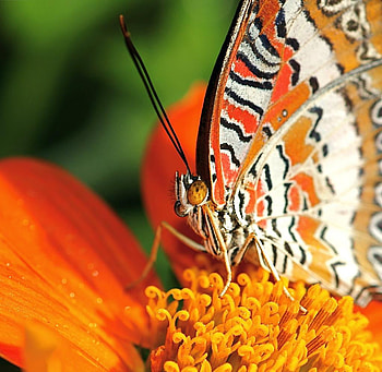 Butterfly, animal, orange, flower HD wallpaper