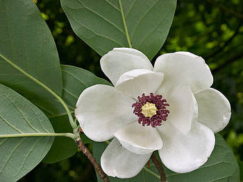 purite, flower HD wallpaper