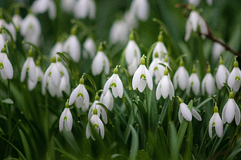 Flowers, Plant, Macro, Snowdrop HD wallpaper