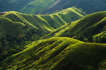 Landscape, Nature, Trees, Greens, Relief, Hills HD wallpaper