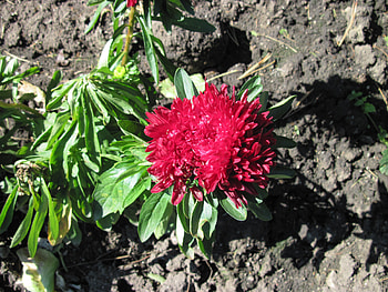 A fabulous day at Edmonton garden 36, brown, graphy, green, red, soil, Flowers HD wallpaper