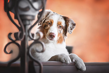 :), dog, anna vilkhovaia, australian shepherd, caine, paw HD wallpaper