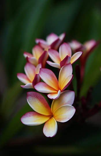 Flowers, Flower, Macro, Petals HD phone wallpaper