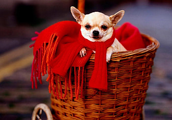 Ready to ride, sweet, white, color, dogs, little, basket, elegant, fashion, animals, love, red, funny, chihuahua, lovely, tiny HD wallpaper