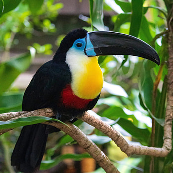 Bird conservation, Threatened species, Tropical rainforest, Ecological importance HD phone wallpaper
