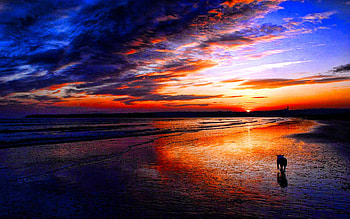 Catching Up With Time, dog, reflection, sky, nature, sunset, beach HD wallpaper